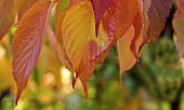 Deciduous Tree Prunus Pandora Flowering Cherry Tree