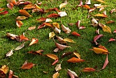 Deciduous Tree Prunus Pandora Flowering Cherry Tree leaves