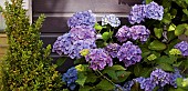 Hydrangea macrophylla