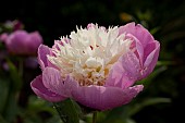 Paeonia Peony lactiflora Bowl of Beauty