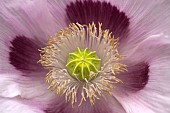 Papaver somniferum Opium Poppy