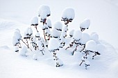 Stone Crop takes in heavy snow