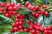 Holly Berries Ilex