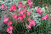 Schizostylis coccinea Major, Kaffir Lily