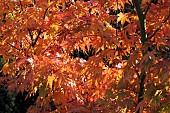 Acer palmatum orange gold foliage