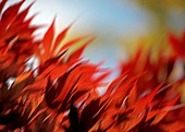 Acer palmatum Bloodgoodbacklit foliage