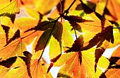 Acer cappadocicum Aureum back light vibrant leaves