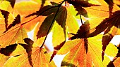 Acer cappadocicum Aureum back light vibrant leaves