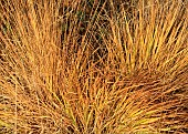 Perennial grass glowing in winter sunlight