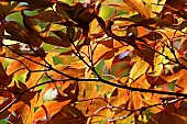 Acer palmatum backlit foliage