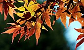 Acer palmatum backlit foliage