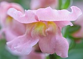 Antirrhinum Rocket Pink Snapdragon