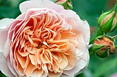 Rosa Ausled A SHROPSHIRE LAD