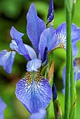 Iris sibirica Papillon