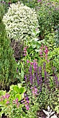 Border of herbaceous perennials colour themed