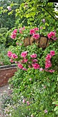 Hanging basket of double dark pink pertunia