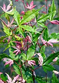 Acer negundo Flamingo Box Elder