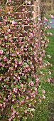 Ribes Flowering currant