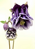 Aquilegia vulgaris Grannys bonnet