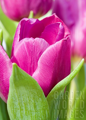 Tulip_Pink_Giant