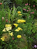 Achillea Credo sulphur yellow