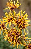 Hamamelis mollis Witch Hazel Sunburst