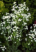 Tanacetum parthenium Feverfew herb