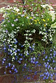 Hanging Basket of summer flowering annuals