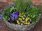 Half barrel planted with many summer flowering annuals at Swallows Rest Glandularia x hybrida Verbena, Quartz Blue, Shropshire, June,