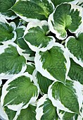 Hosta Patriot variegated large green leaves with white edges at Swallows Rest part of the Stottesdon Village Open Gardens in the beautiful countryside location in rural Shropshire UK