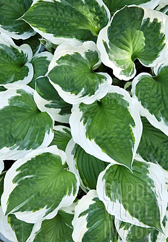 Hosta_Patriot_variegated_large_green_leaves_with_white_edges_at_Swallows_Rest_part_of_the_Stottesdon