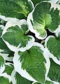 Hosta Patriot variegated large green leaves with white edges at Swallows Rest part of the Stottesdon Village Open Gardens in the beautiful countryside location in rural Shropshire UK