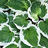 Hosta Patriot variegated large green leaves with white edges at Swallows Rest part of the Stottesdon Village Open Gardens in the beautiful countryside location in rural Shropshire UK