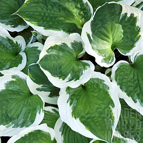 Hosta_Patriot_variegated_large_green_leaves_with_white_edges_at_Swallows_Rest_part_of_the_Stottesdon