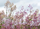 Perennial Thalictrum delavayi