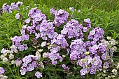 Phlox Prospero