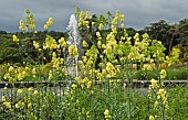 Thalictrum flavum