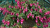 Hanging basket single pink Fuchsia