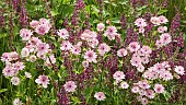 Astrantia major Rosensinfonie