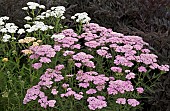 Achillea millefolium Apfelblüte