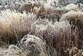 Frosted hebaceous perennials and ornamental grasses