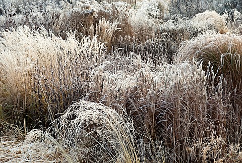 Frosted_hebaceous_perennials_and_ornamental_grasses