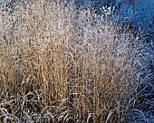 Frosted ornamental perennial grass i