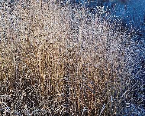 Frosted_ornamental_perennial_grass_i