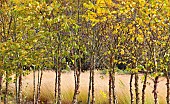 Betula nigra black birch river birch