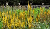 Ligularia Stenocephala The Rocket