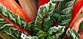 Frost covered Red Swiss Chard