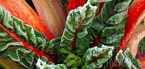 Frost_covered_Red_Swiss_Chard