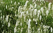 Lysimachia clethroides