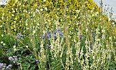 Herbaceous perennials colours of yellows and blue in border